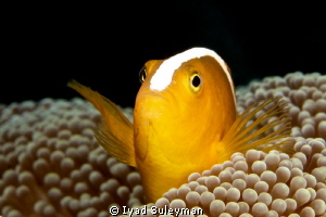 I will fly!!!
Eastern Skunk Anemonefish by Iyad Suleyman 